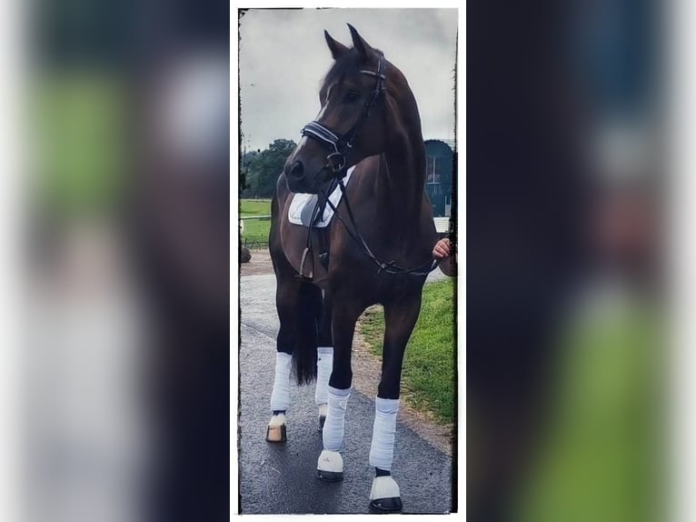 Niemiecki koń sportowy Wałach 6 lat 179 cm in Montabaur