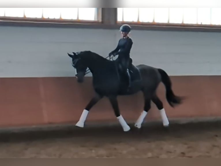 Niemiecki koń sportowy Wałach 6 lat 179 cm in Montabaur