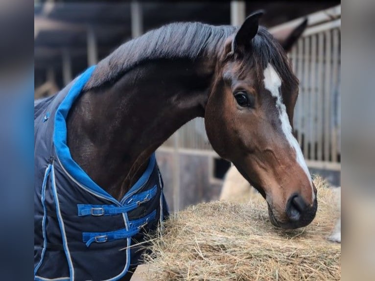 Niemiecki koń sportowy Wałach 6 lat 179 cm in Montabaur