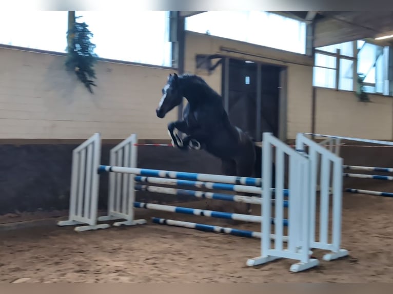 Niemiecki koń sportowy Wałach 6 lat 179 cm in Montabaur