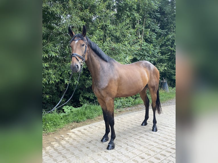 Niemiecki koń sportowy Wałach 6 lat 180 cm Gniada in Gebroth