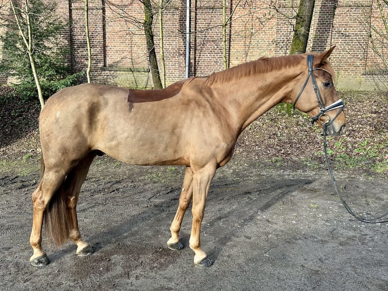 Niemiecki koń sportowy Wałach 6 lat 182 cm in Wuppertal