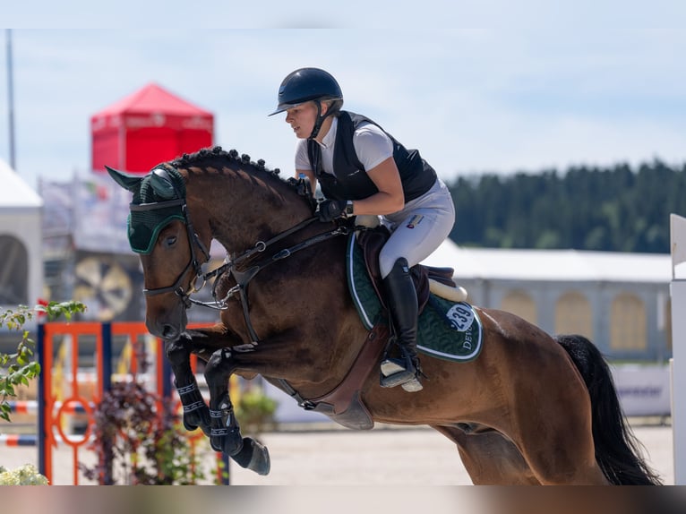 Niemiecki koń sportowy Wałach 6 lat Gniada in Eppingen