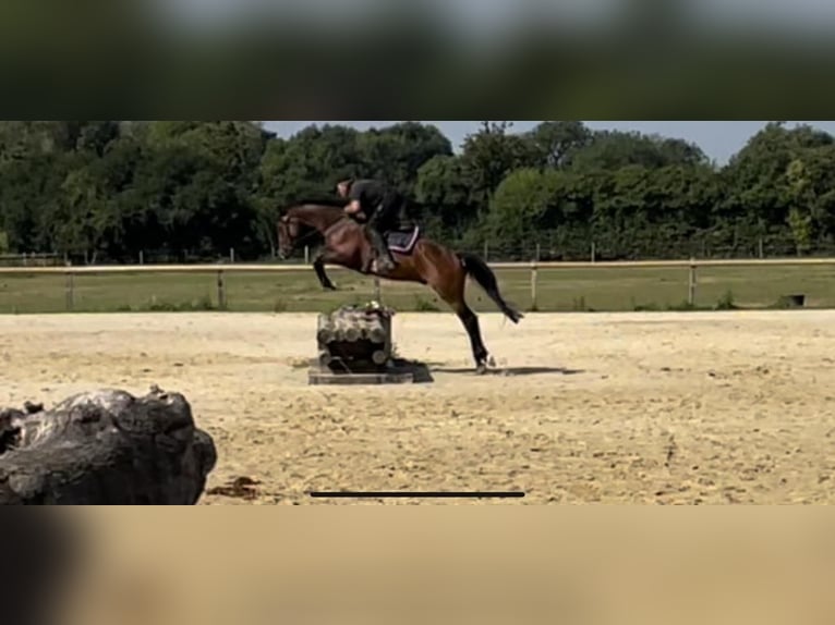 Niemiecki koń sportowy Wałach 7 lat 164 cm Gniada in Drensteinfurt