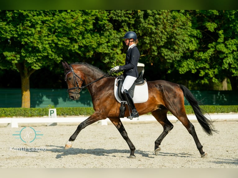 Niemiecki koń sportowy Wałach 7 lat 165 cm Gniada in Duka