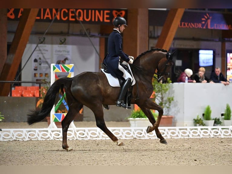 Niemiecki koń sportowy Wałach 7 lat 167 cm Ciemnokasztanowata in Gomadingen