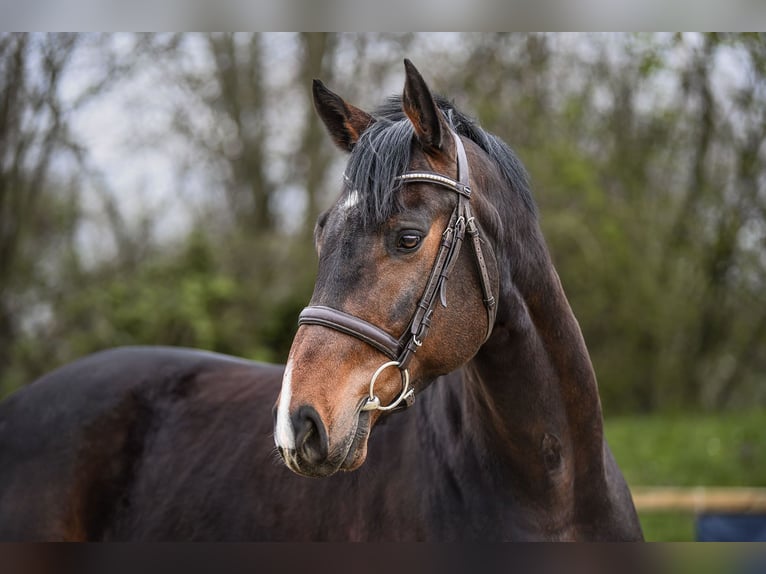 Niemiecki koń sportowy Wałach 7 lat 168 cm Ciemnogniada in Riedstadt