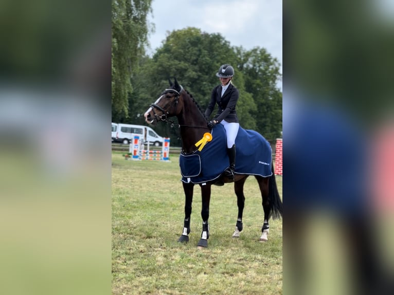 Niemiecki koń sportowy Wałach 7 lat 170 cm Ciemnogniada in Potsdam