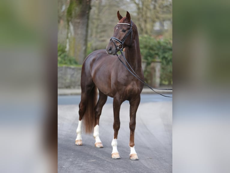 Niemiecki koń sportowy Wałach 7 lat 170 cm Ciemnokasztanowata in Großderschau