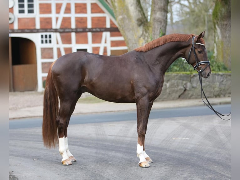 Niemiecki koń sportowy Wałach 7 lat 170 cm Ciemnokasztanowata in Großderschau