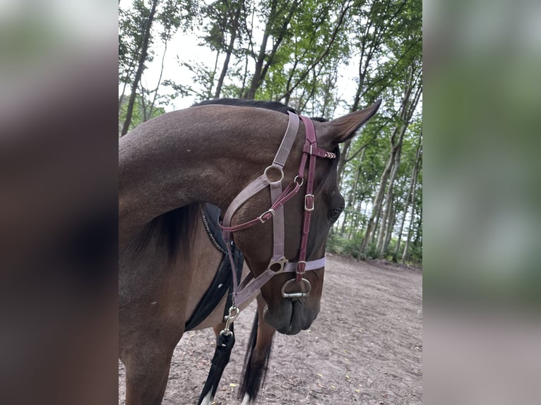 Niemiecki koń sportowy Mix Wałach 7 lat 170 cm Gniada in Lindenberg