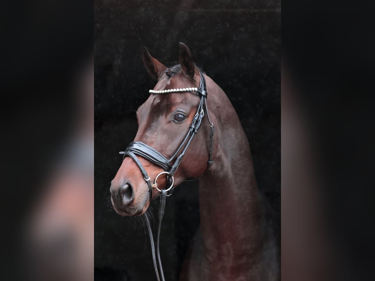 Niemiecki koń sportowy Wałach 7 lat 173 cm Gniada in Vechta