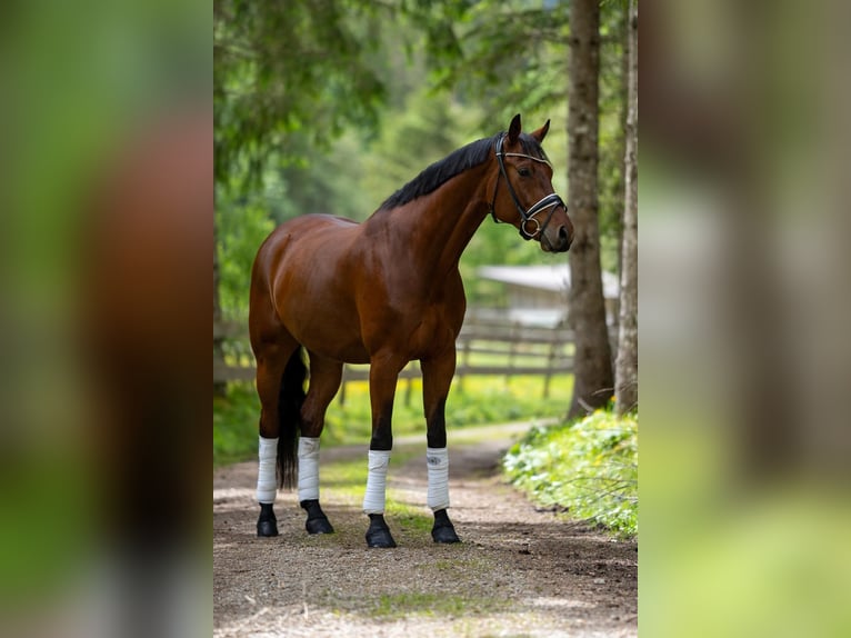 Niemiecki koń sportowy Wałach 7 lat 175 cm Gniada in Bayrischzell