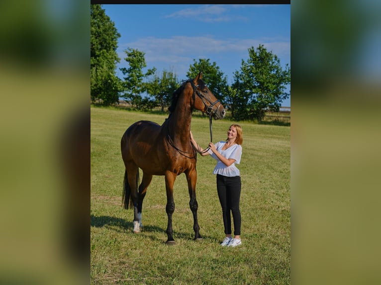 Niemiecki koń sportowy Wałach 7 lat 176 cm Jasnogniada in Mainhardt