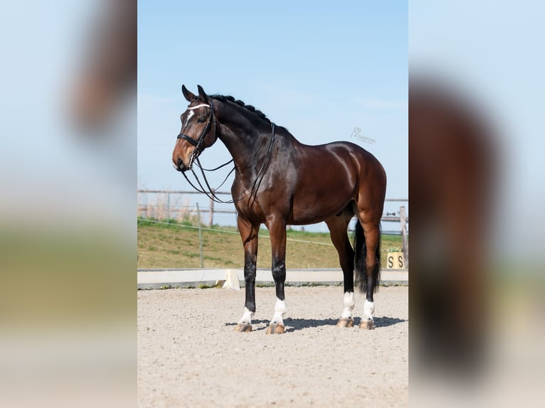 Niemiecki koń sportowy Wałach 7 lat 177 cm Gniada in Gangelt