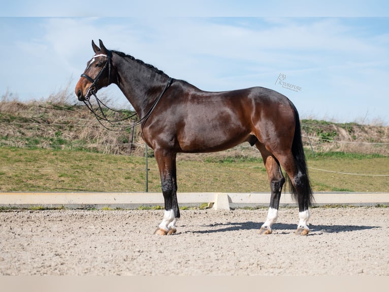 Niemiecki koń sportowy Wałach 7 lat 177 cm Gniada in Gangelt