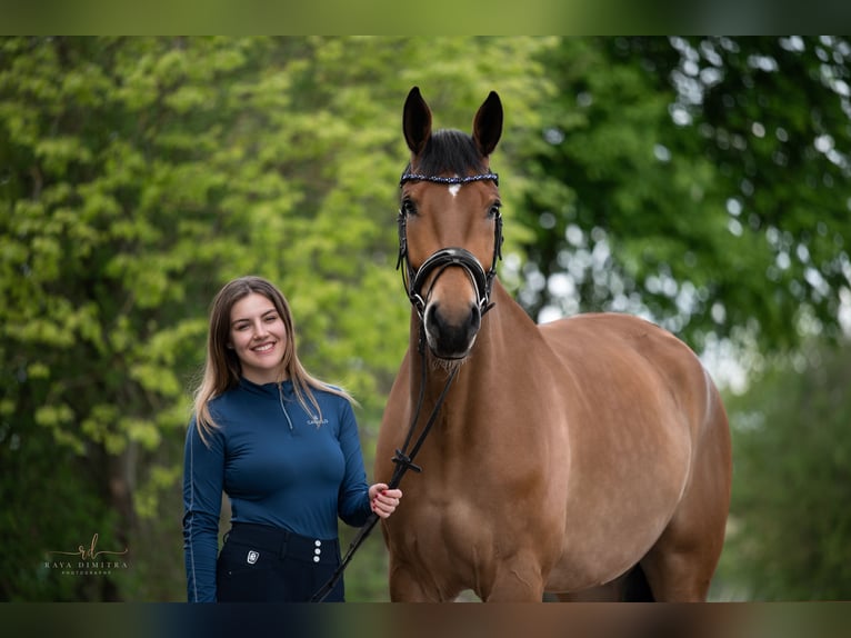 Niemiecki koń sportowy Wałach 7 lat 178 cm Gniada in Ansbach