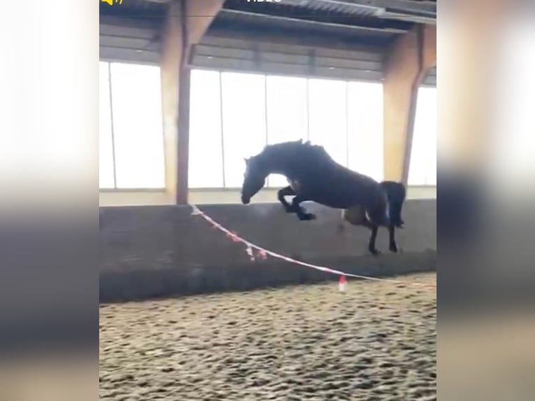 Niemiecki koń sportowy Wałach 8 lat 164 cm Gniada in Drensteinfurt