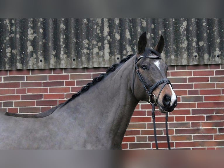 Niemiecki koń sportowy Wałach 8 lat 168 cm Ciemnogniada in Maasen
