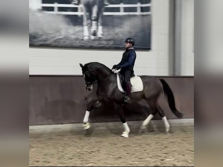 Niemiecki koń sportowy Wałach 8 lat 173 cm Gniada in Duisburg