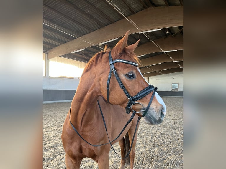 Niemiecki koń sportowy Wałach 9 lat 160 cm Kasztanowata in Tamm
