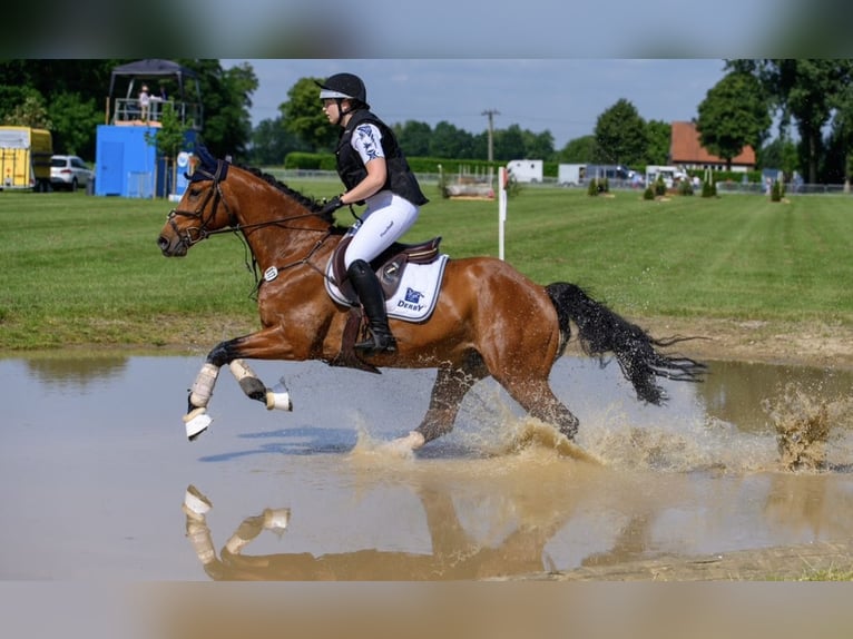 Niemiecki koń sportowy Wałach 9 lat 165 cm Gniada in Twistetal