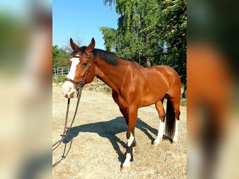 Niemiecki koń sportowy Wałach 9 lat 166 cm Gniada in Graltshausen