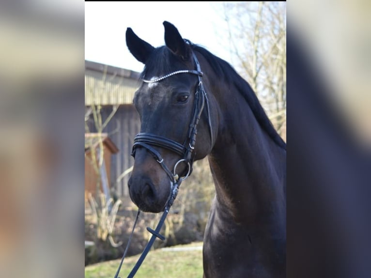 Niemiecki koń sportowy Wałach 9 lat 170 cm Ciemnogniada in Ditzingen