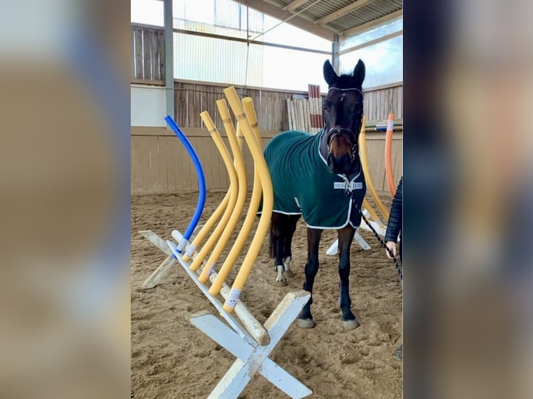 Niemiecki koń sportowy Wałach 9 lat 173 cm Gniada in Weimar