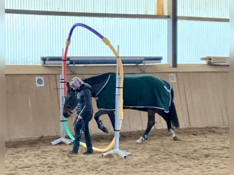 Niemiecki koń sportowy Wałach 9 lat 173 cm Gniada in Weimar