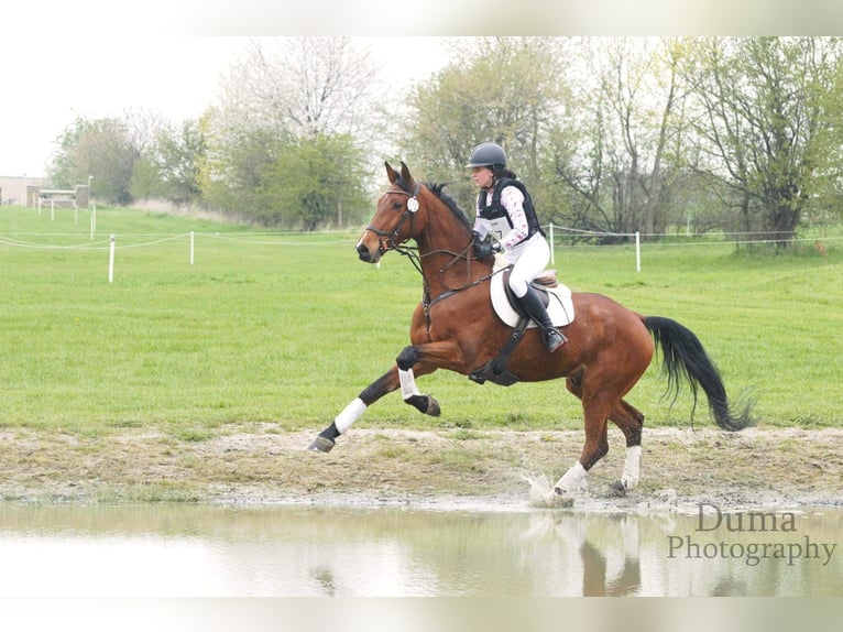 Niemiecki koń sportowy Wałach 9 lat 173 cm Gniada in Kwiatów