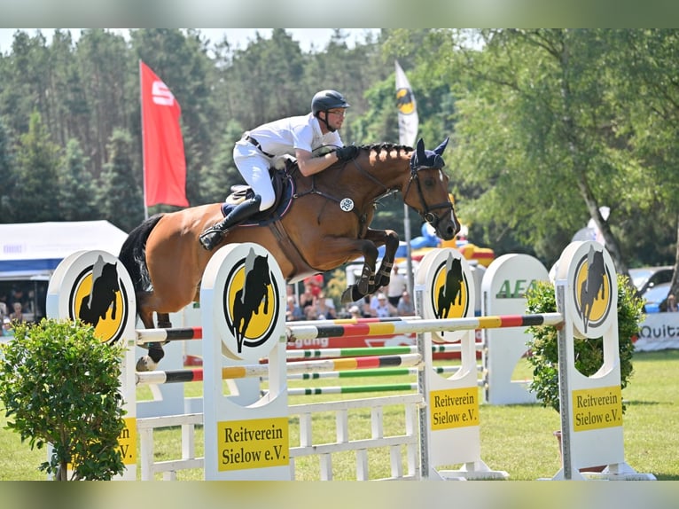 Niemiecki koń sportowy Wałach 9 lat 175 cm Gniada in Leisnig