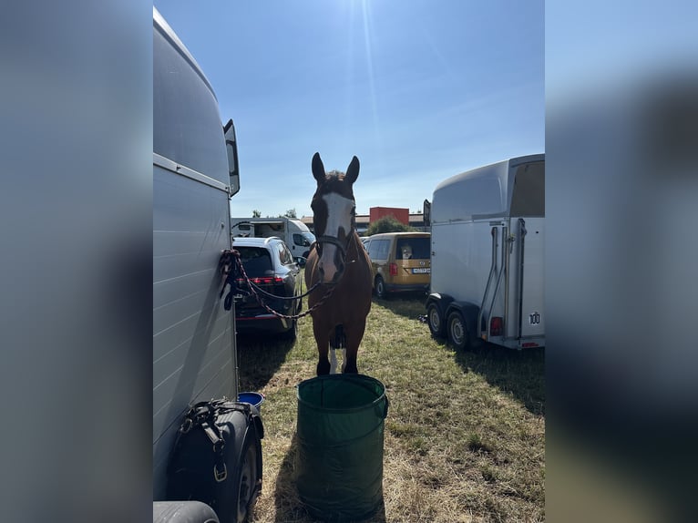 Niemiecki koń sportowy Wałach 9 lat 176 cm Gniada in DanstedtWernigerode