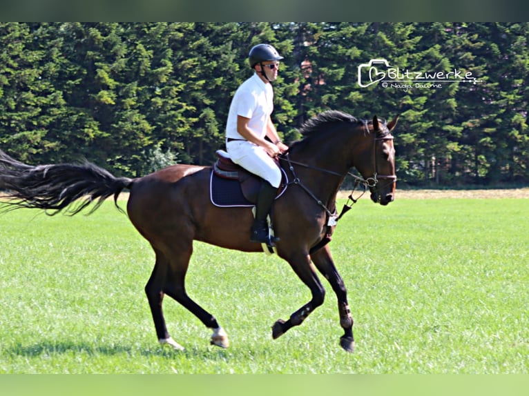 Niemiecki koń sportowy Wałach 9 lat 178 cm Gniada in Hopfgarten