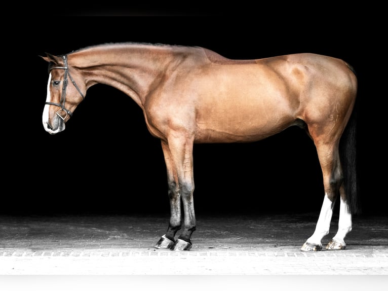 Niemiecki koń sportowy Wałach 9 lat 183 cm Gniada in Holdorf