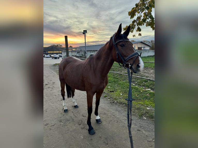 Niemiecki koń wierzchowy Klacz 10 lat 158 cm Gniada in Grevenbroich