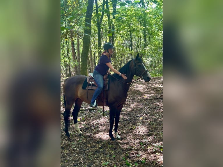 Niemiecki koń wierzchowy Klacz 10 lat 164 cm Gniada in Haren