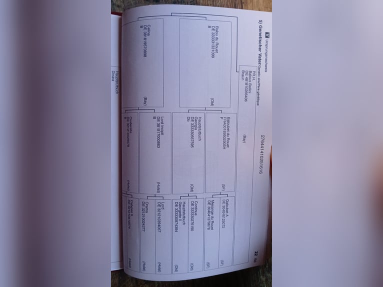 Niemiecki koń wierzchowy Klacz 10 lat 164 cm Gniada in Haren