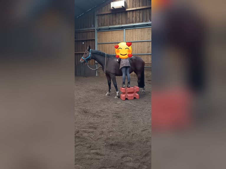 Niemiecki koń wierzchowy Klacz 10 lat 165 cm  in Rieneck