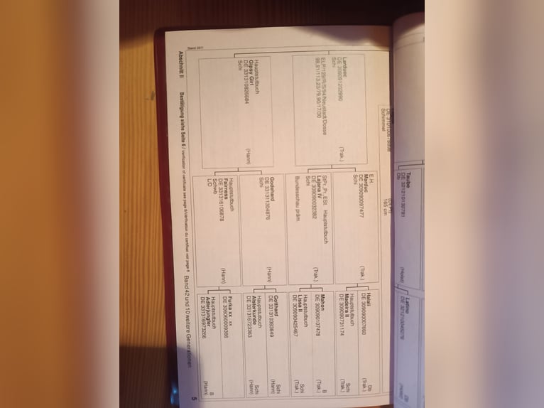 Niemiecki koń wierzchowy Klacz 10 lat 165 cm Siwa in Suhl