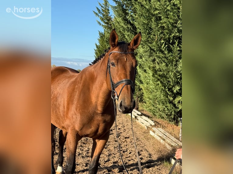 Niemiecki koń wierzchowy Klacz 10 lat 168 cm Gniada in Weiterstadt