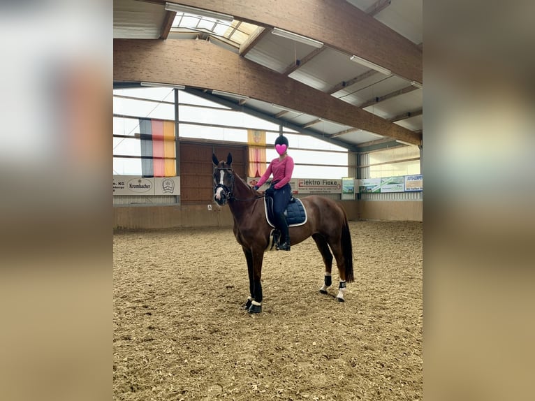 Niemiecki koń wierzchowy Klacz 10 lat 168 cm Kasztanowata in Altenberge