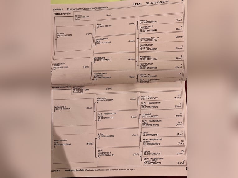 Niemiecki koń wierzchowy Klacz 10 lat 168 cm Kasztanowata in Altenberge