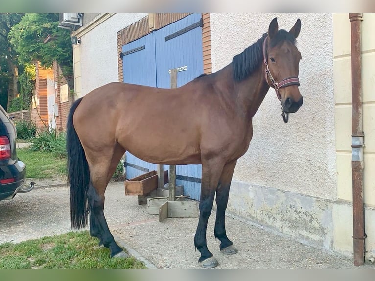 Niemiecki koń wierzchowy Klacz 11 lat 160 cm Ciemnogniada in Gro&#xDF;maischeid