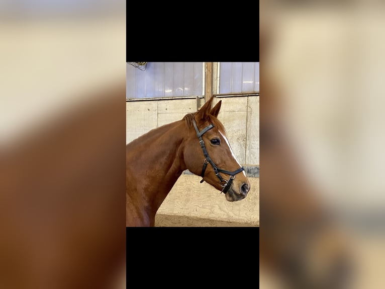 Niemiecki koń wierzchowy Klacz 11 lat 161 cm Kasztanowata in Minden