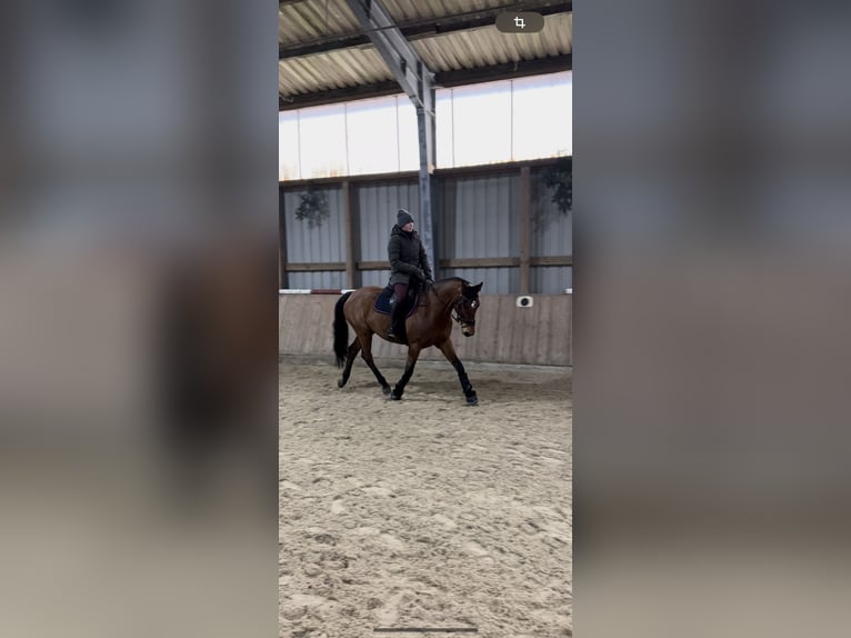 Niemiecki koń wierzchowy Klacz 11 lat 163 cm Gniada in Fulda