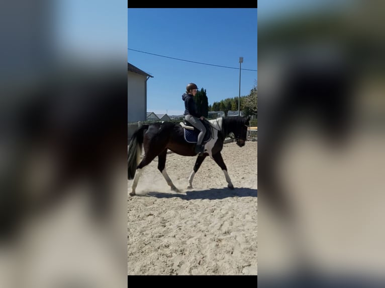 Niemiecki koń wierzchowy Klacz 11 lat 166 cm Srokata in Hadamar