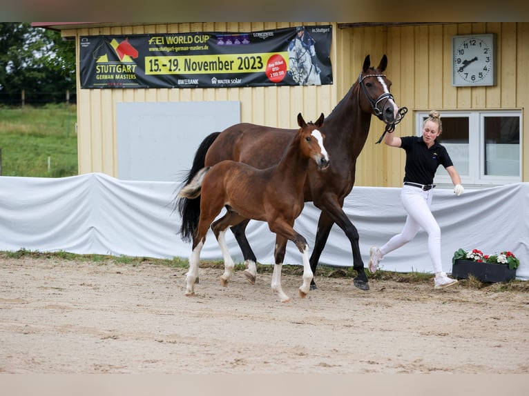 Niemiecki koń wierzchowy Klacz 11 lat 169 cm Ciemnogniada in Alleshausen