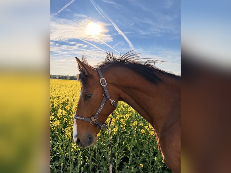 Niemiecki koń wierzchowy Klacz 12 lat 160 cm Gniada in Hünfeld