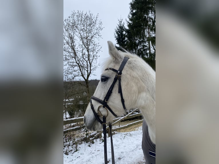 Niemiecki koń wierzchowy Mix Klacz 13 lat 149 cm in Lemgo